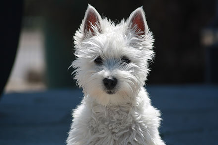 Fluffy West Highland Terrier sitting up with pointy ears and looking directly at the camera